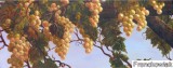 Click to View Chardonney Grapes